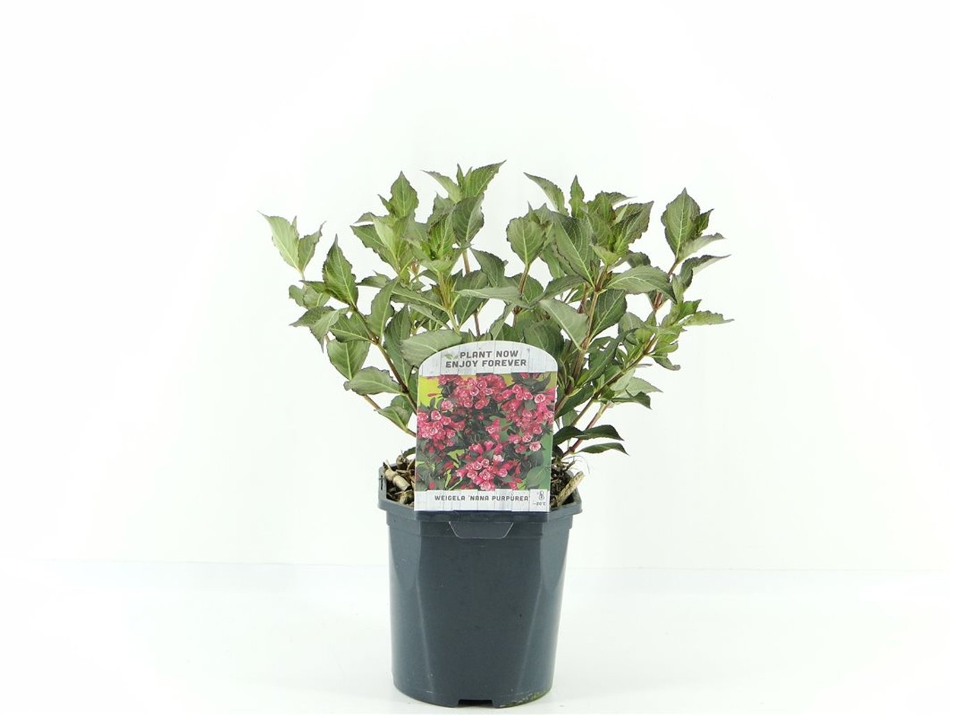 Weigela florida 'Nana Purpurea' - C2